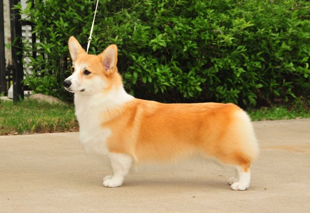 coventry corgi