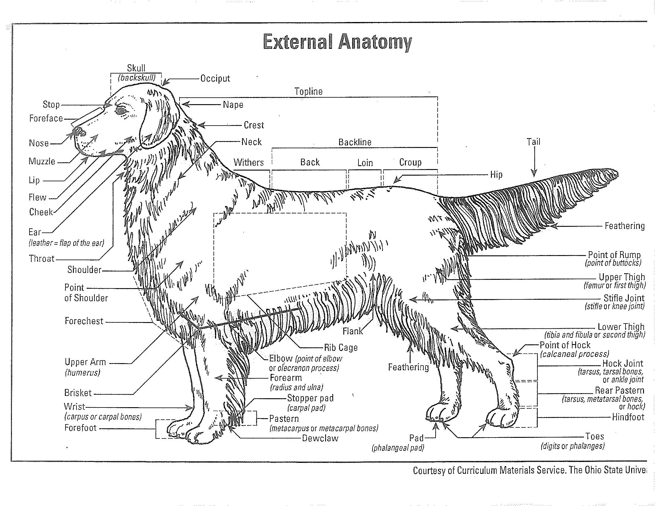 external_anatomy2 - Pure Dog Talk