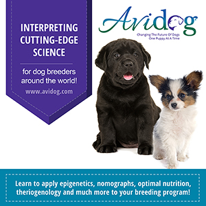 avidog-final-ad_300x300