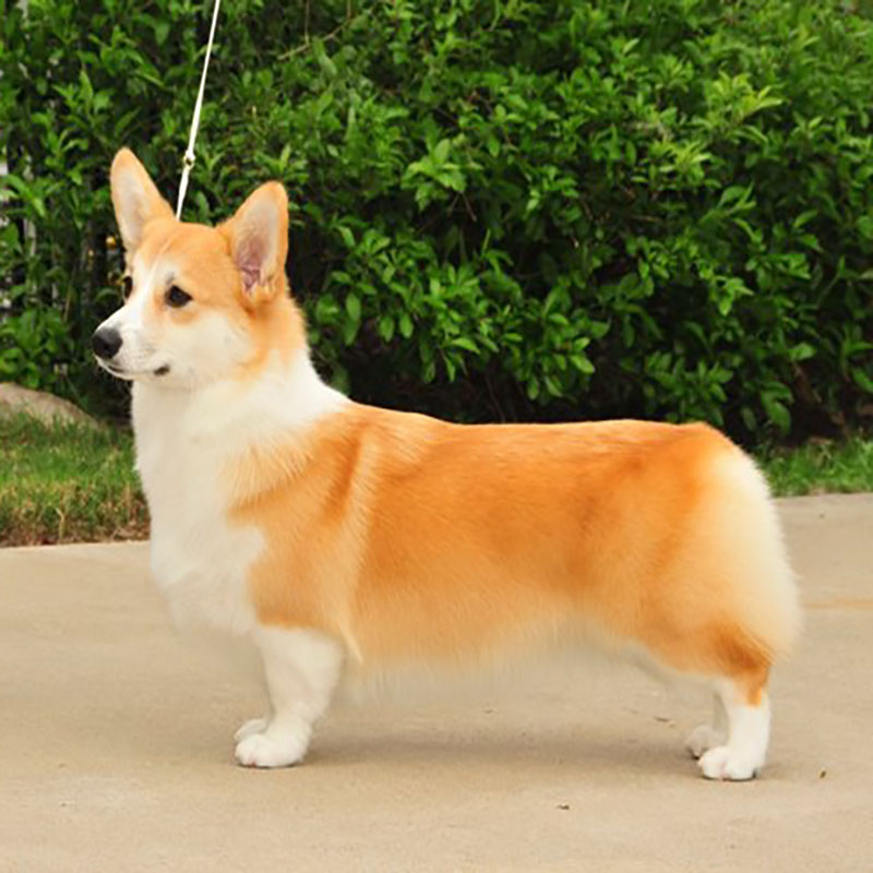 CoventryCorgis__