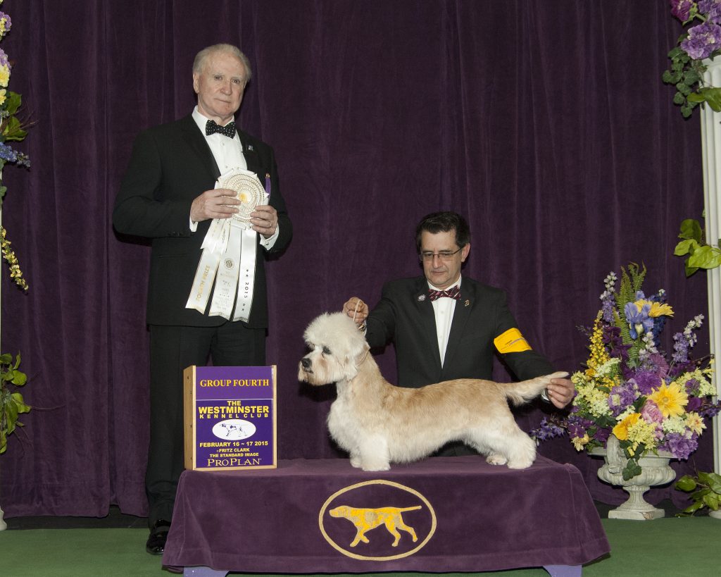 The top winning Dandie bitch of all time, Ch. King’s Mtn. Angelina Ballerina 