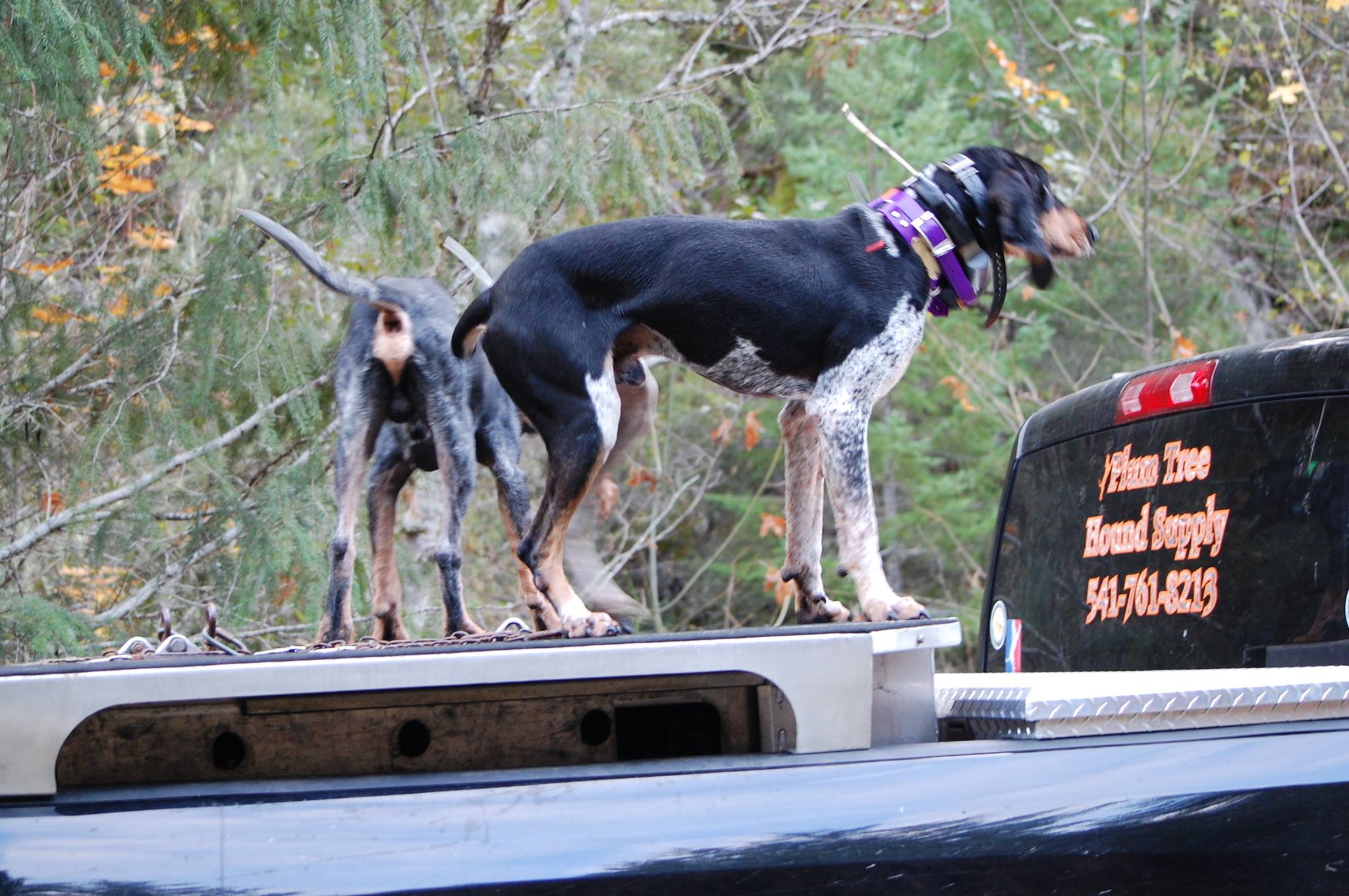 44 Call the Coonhounds Night Hunts Water Races and more Pure