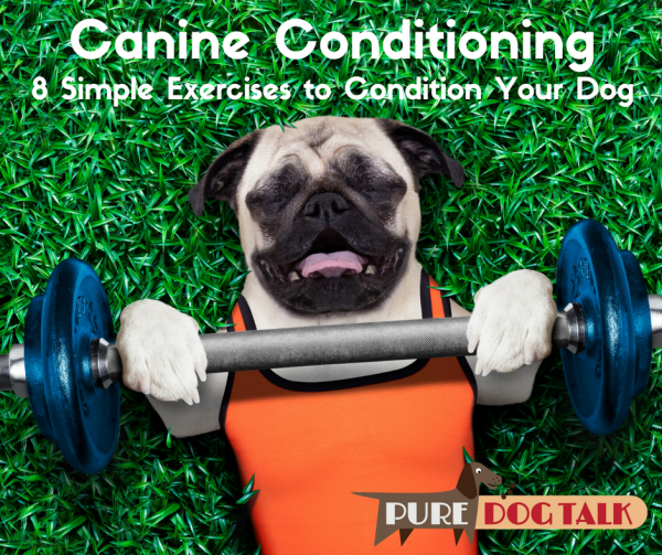 45 Canine Conditioning 8 Simple Exercises from Dixie Rae Sick Pure