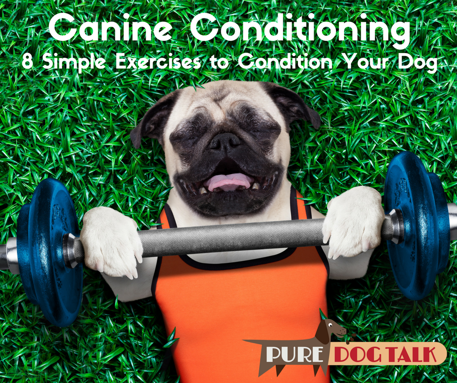 Canine Conditioning-2