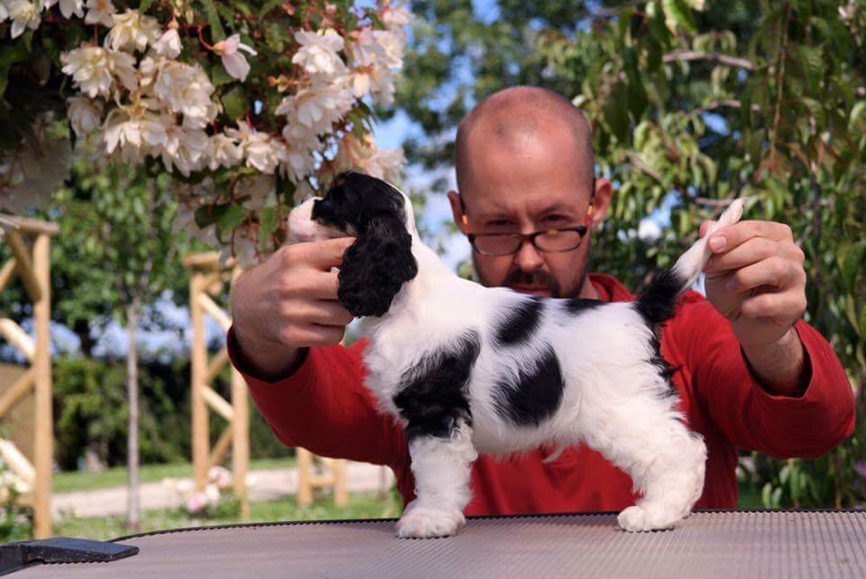 crufts best in show - jason lynn