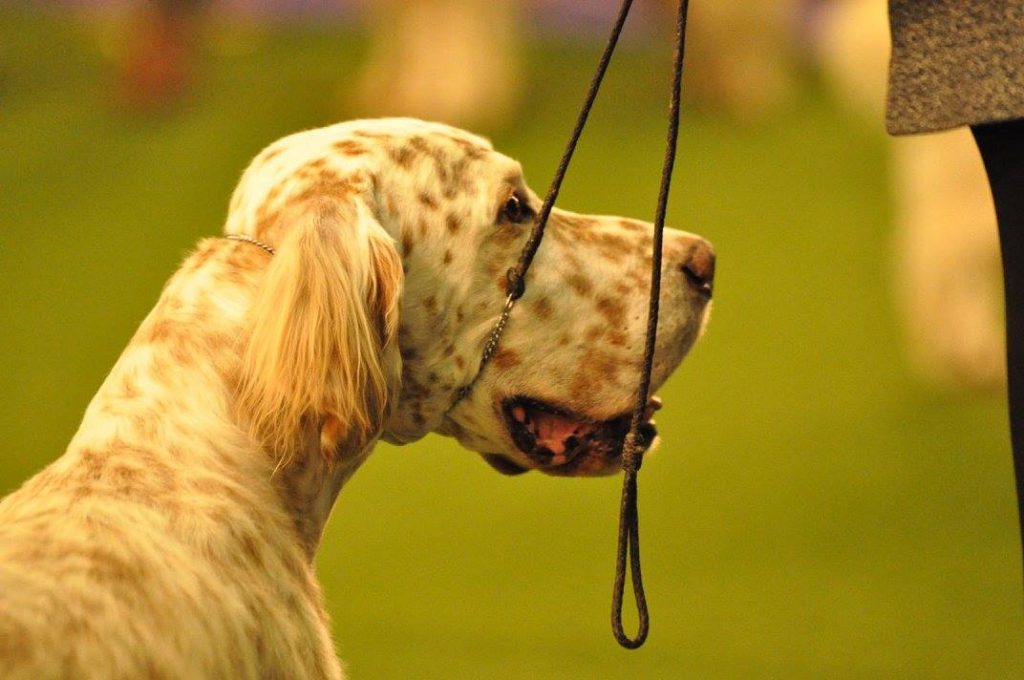 English Setter Head with Eileen Hackett