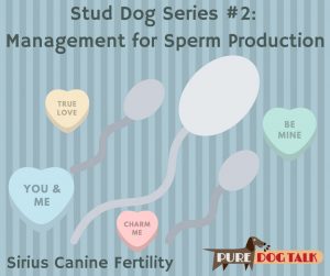 Stud Dog Series Management for Better Semen Production