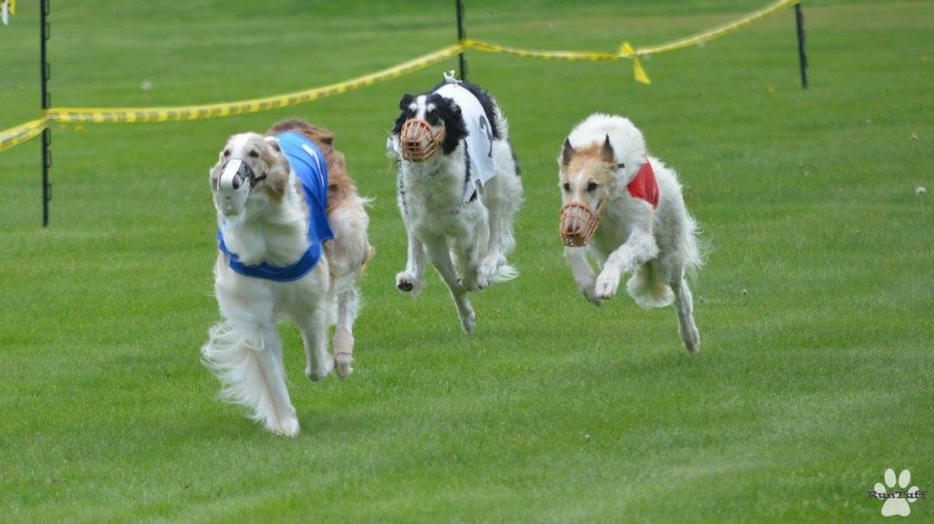 Lure Coursing Straight Racing Cindi Gredys