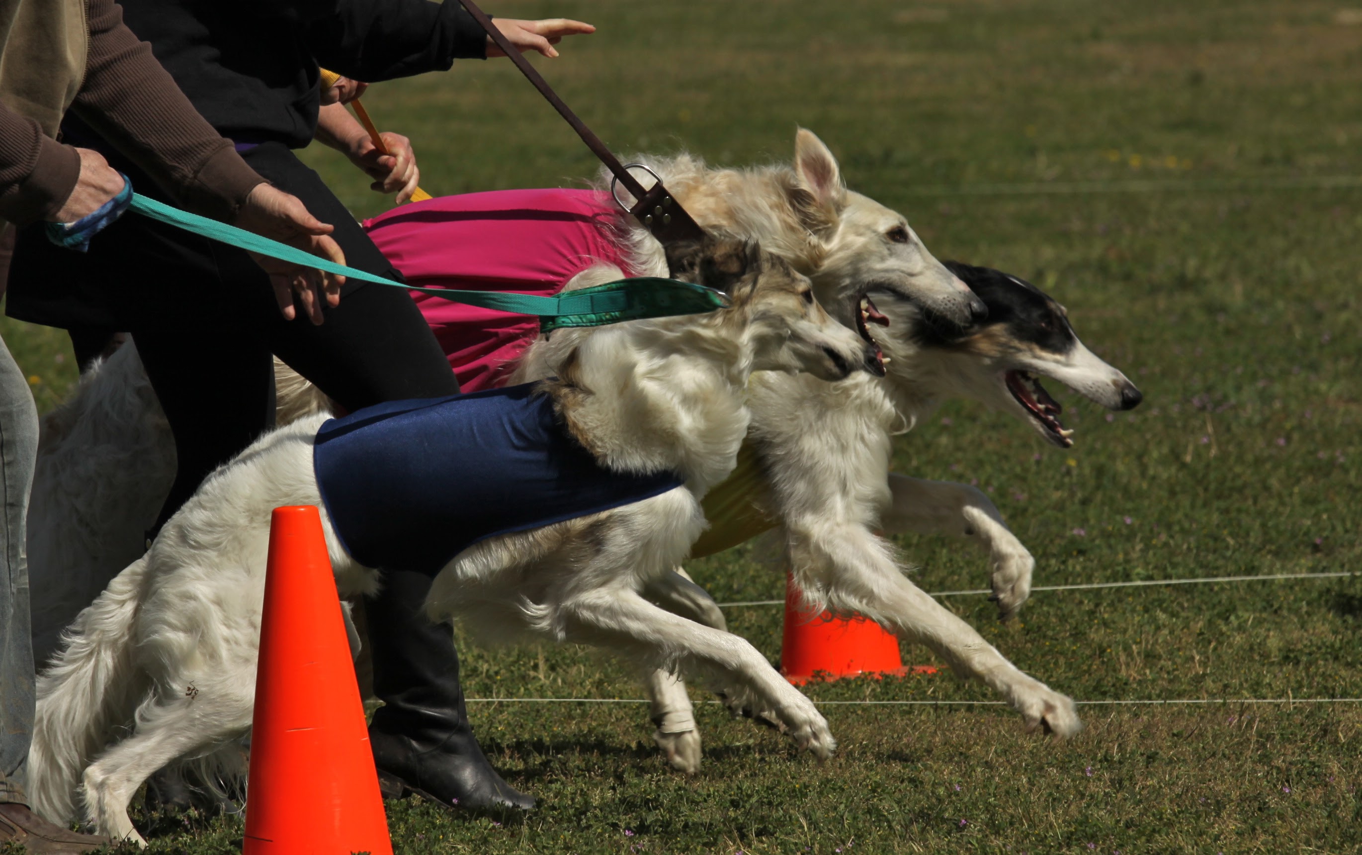 Lure Coursing with Cindi Gredys:: Ready to Have Fun?