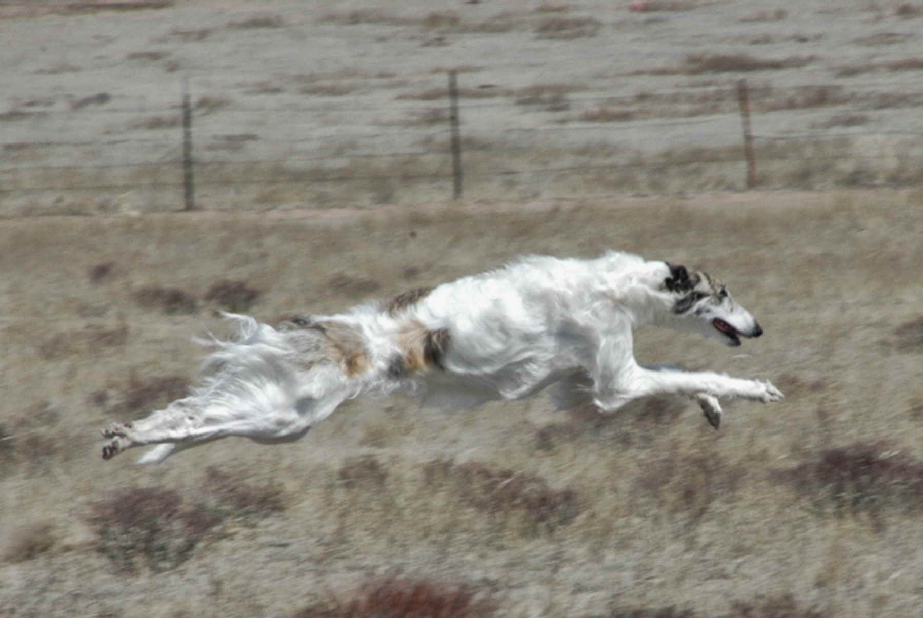 Lure Coursing Open Field Cindi Gredys