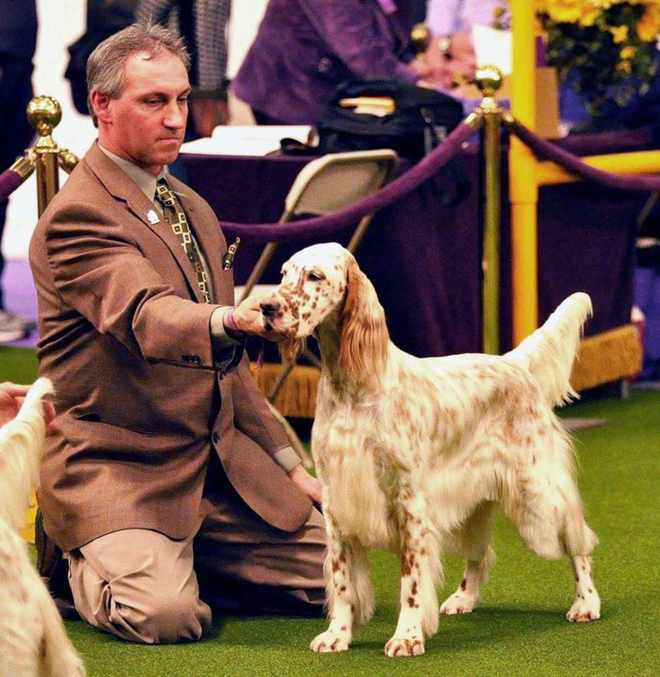 Champion best sale english setters