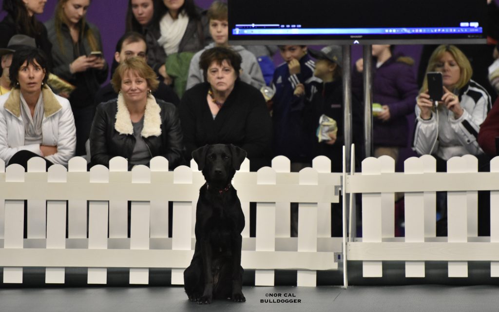 84 Obedience at the Garden David Haddock, AKC Judge Pure Dog Talk