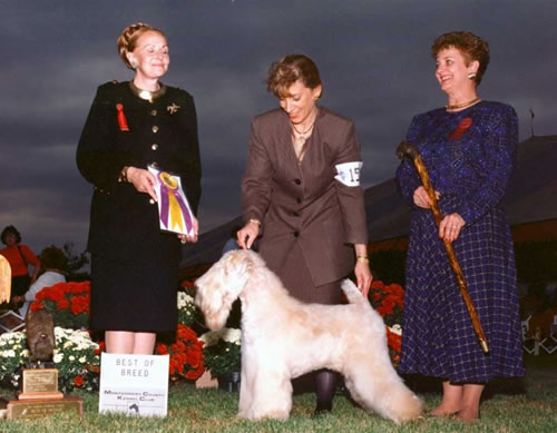 Soft Coated Wheaten Terriers