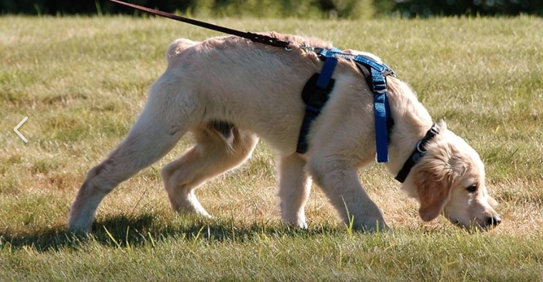 Tracker in clearance dogs