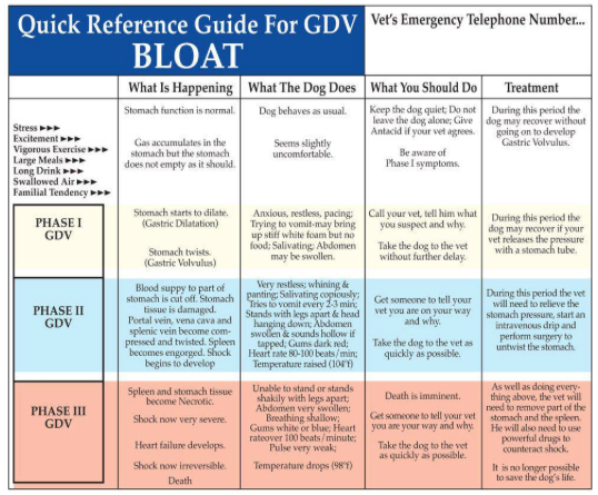 first aid dog bloat