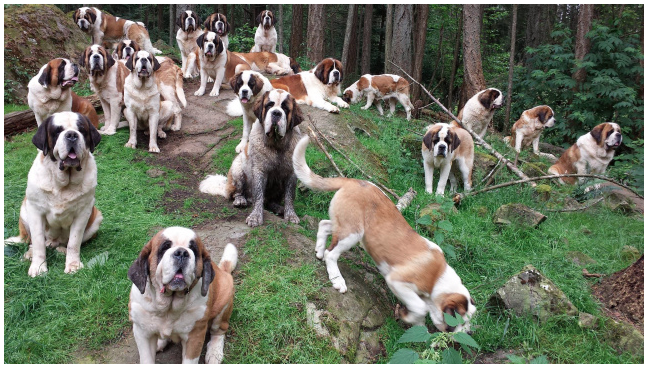 Saint Bernards