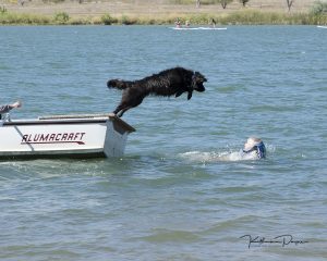 Newfoundland Dog - Katherine Payne Photography