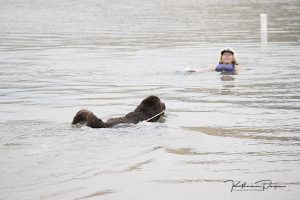 Newfoundland Dog - Katherine Payne Photography