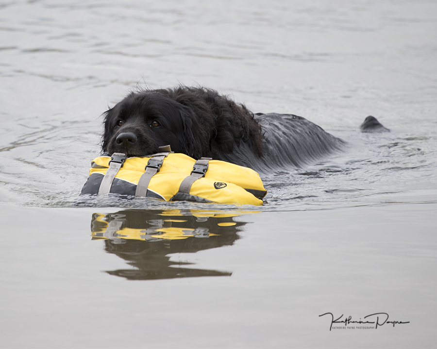 Newfoundland Dog - Katherine Payne Photography