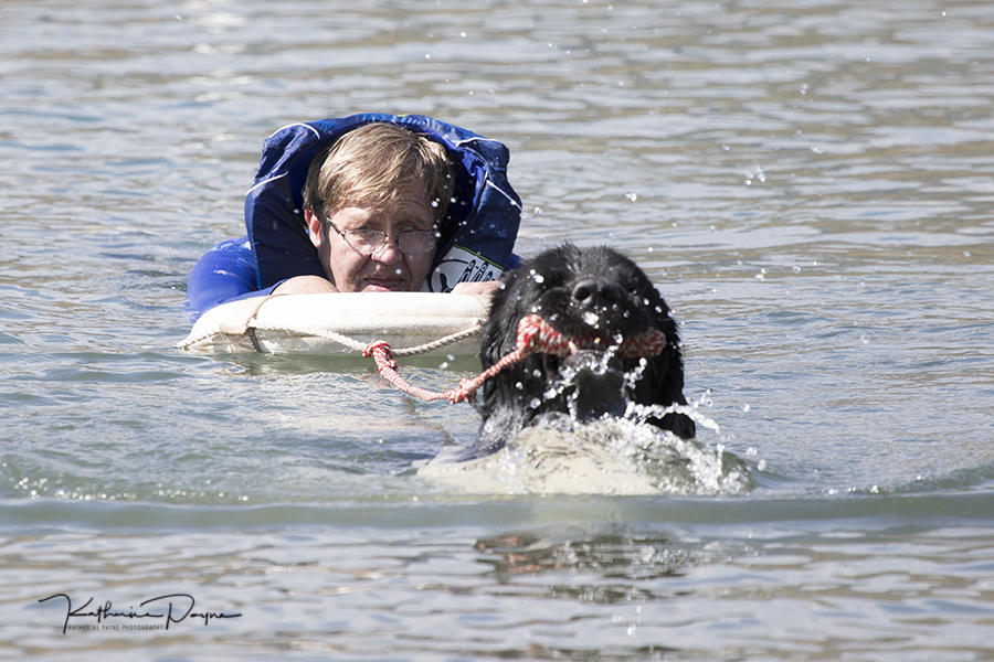 newfoundland dog rescue dogs