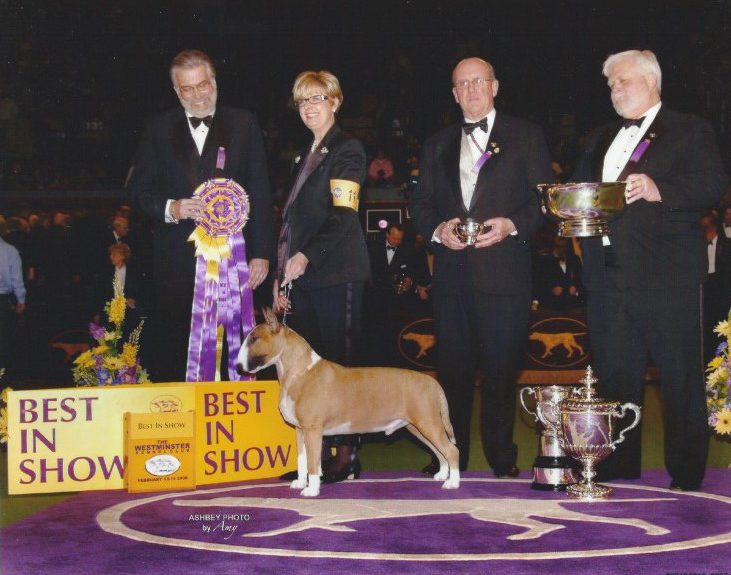 what are dogs judged on in dog shows