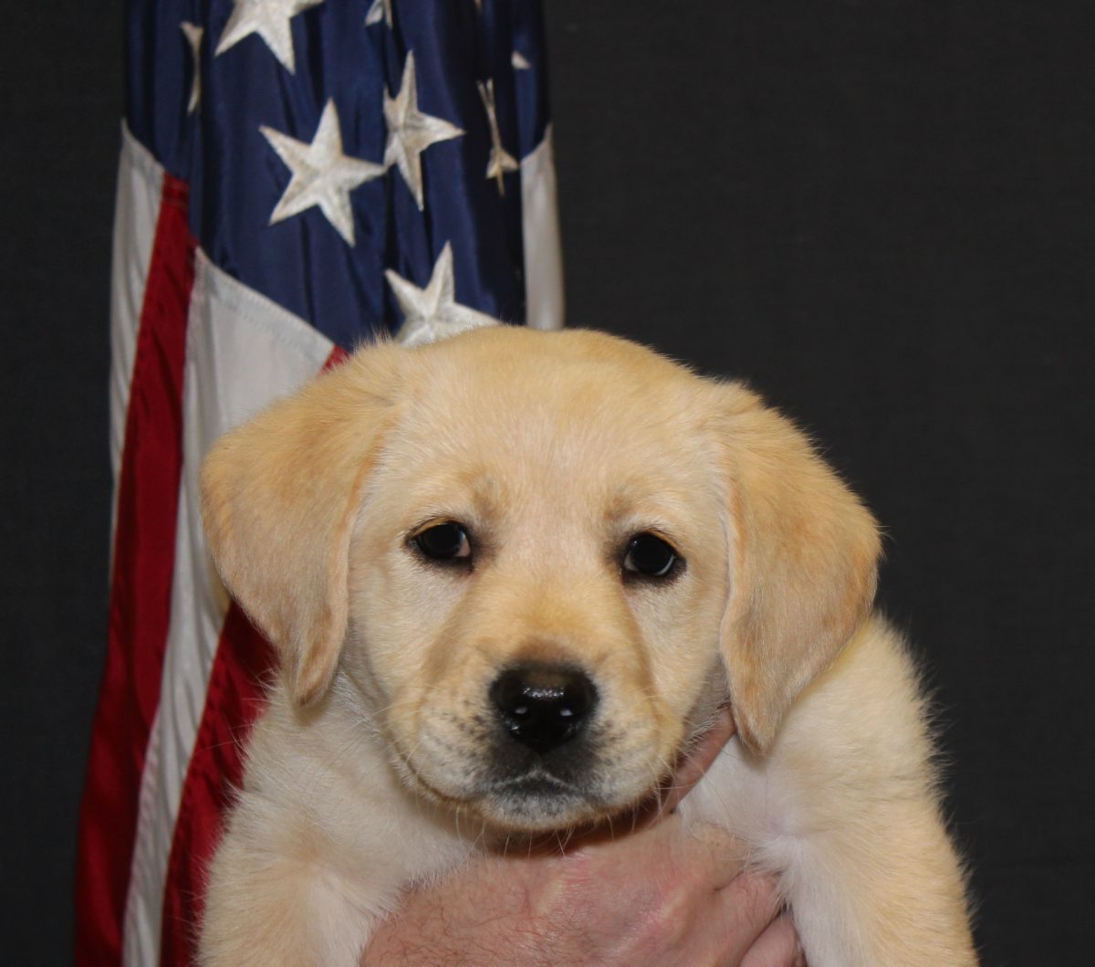 Patriotic Puppies