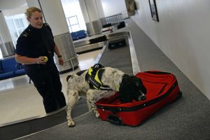 Detection Dog at AirportDetection Dog at Airport