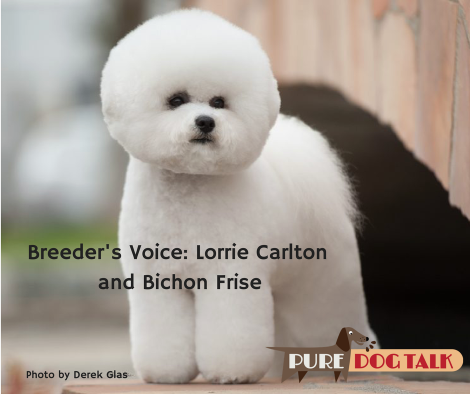 Breeder's Voice: Lorrie Carlton on Bichon Frise - Photo by Derek Glass