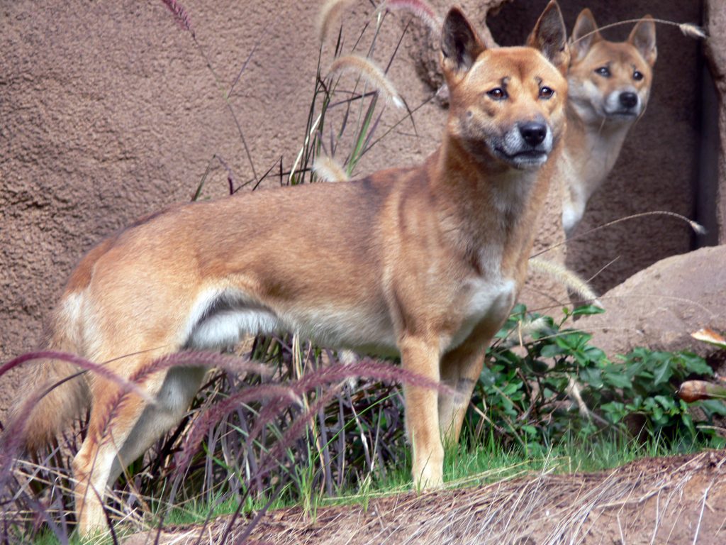 are new guinea singing dog aggressive