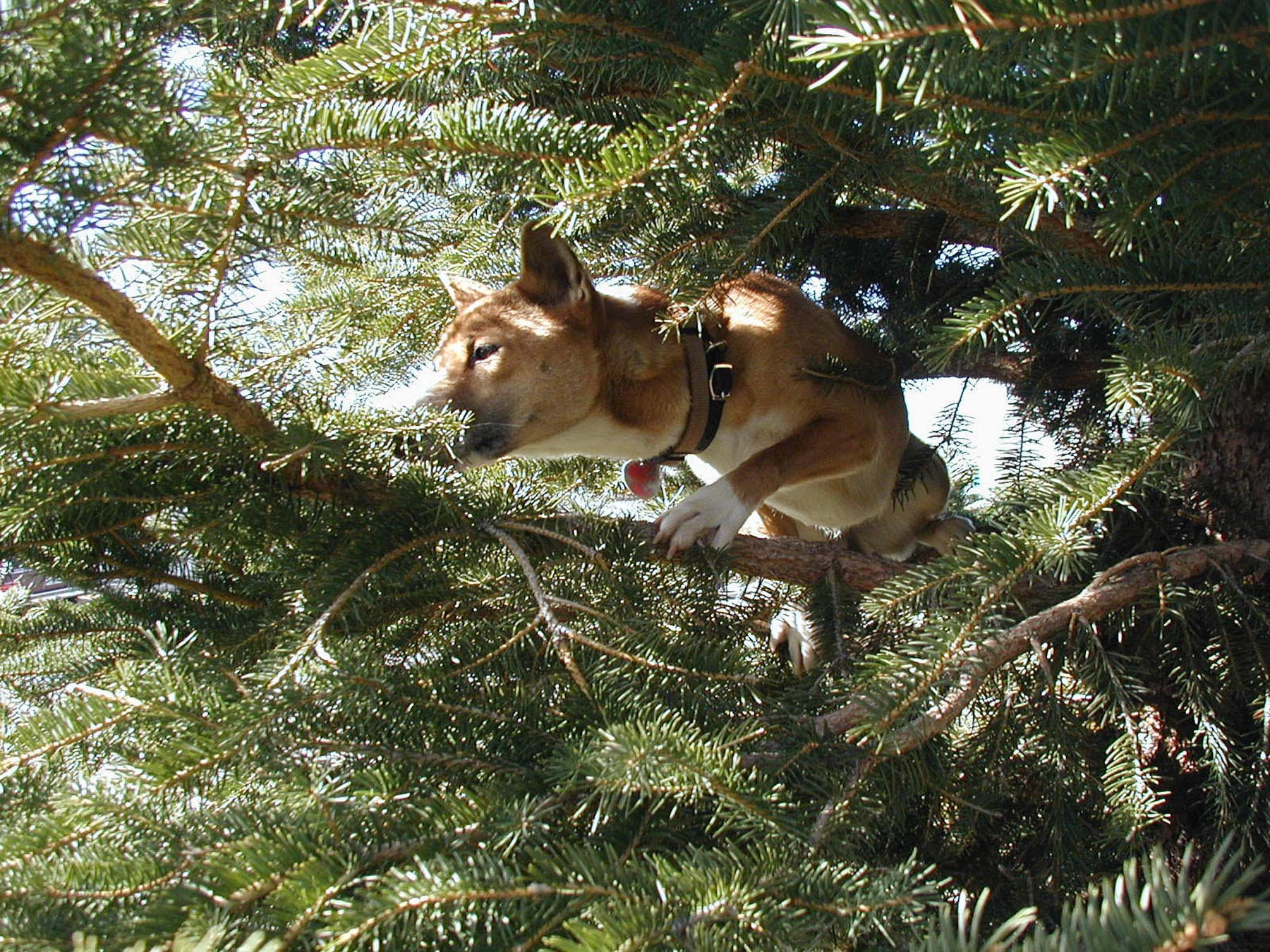 New Guinea Singing Dog - Pure Dog Talk