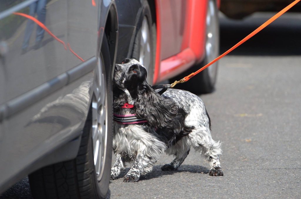 Scent Work Spaniel