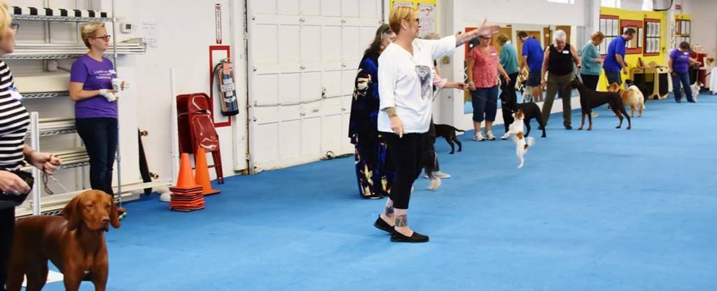 Positive Training for Show Daogs