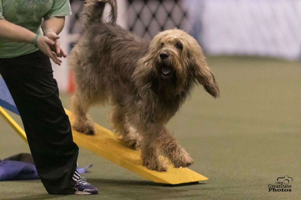 AKC Westminster Dog Show Excitement in the Current Year