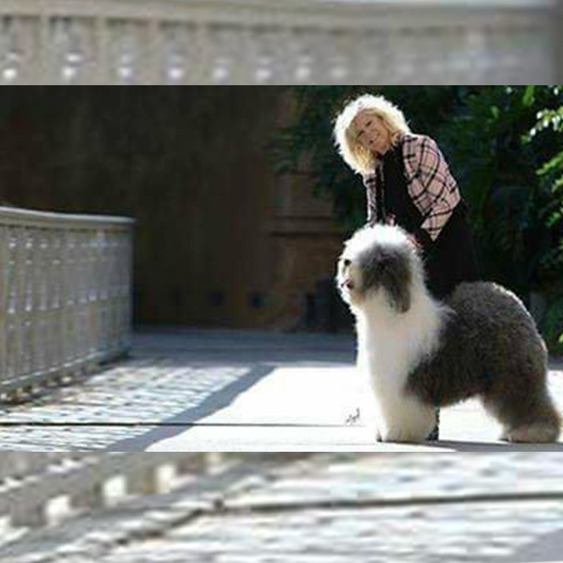 Purebred old best sale english sheepdog