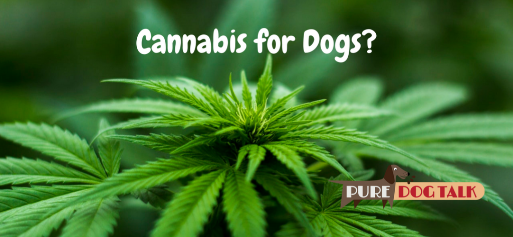 Cannabis for Dogs?
