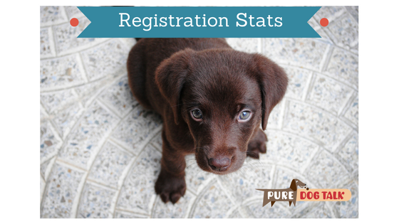 akc registered dogs