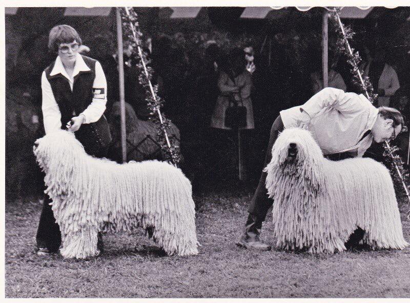 komondor4