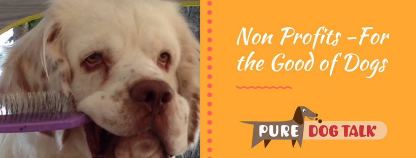 Non Profits For the Good of Dogs