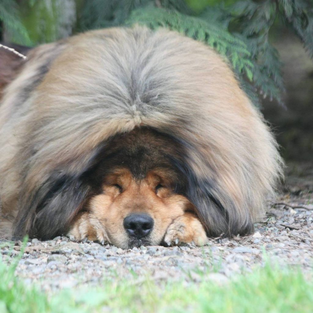 Grey Tibetan Mastiff