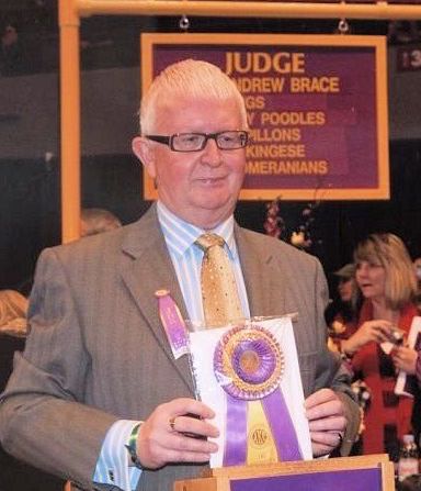 Judging at Westminster Kennel Club