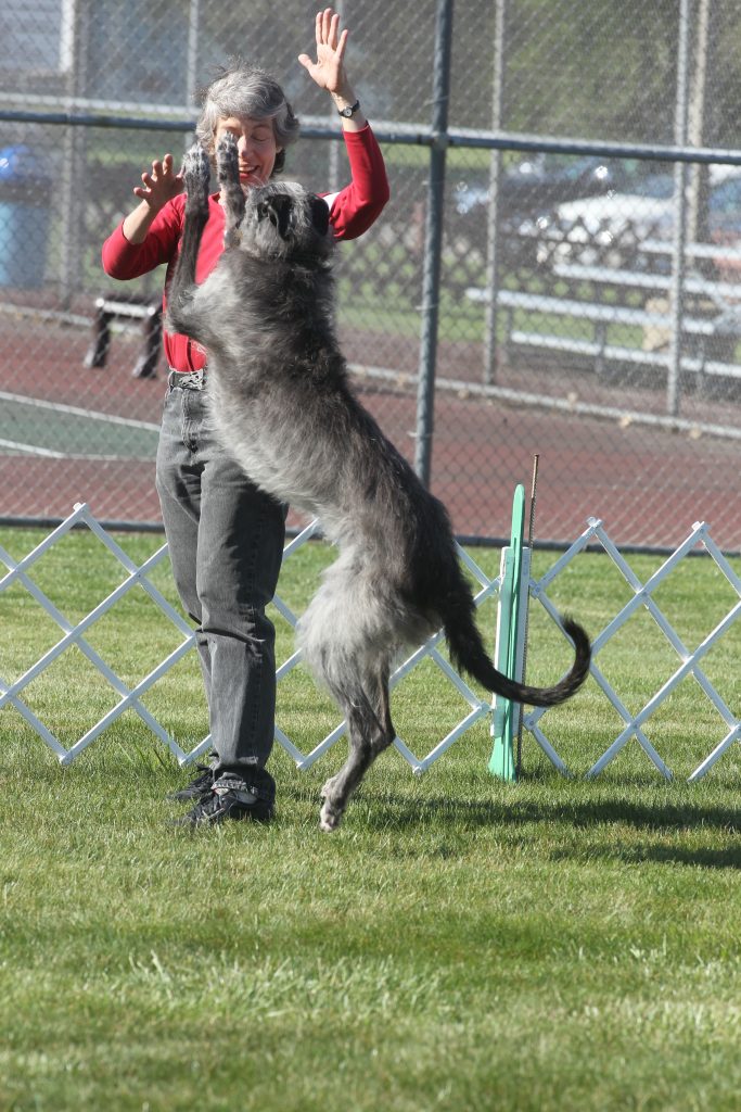 Debbie Cutter and one of her top obedience Scottish Deerhounds