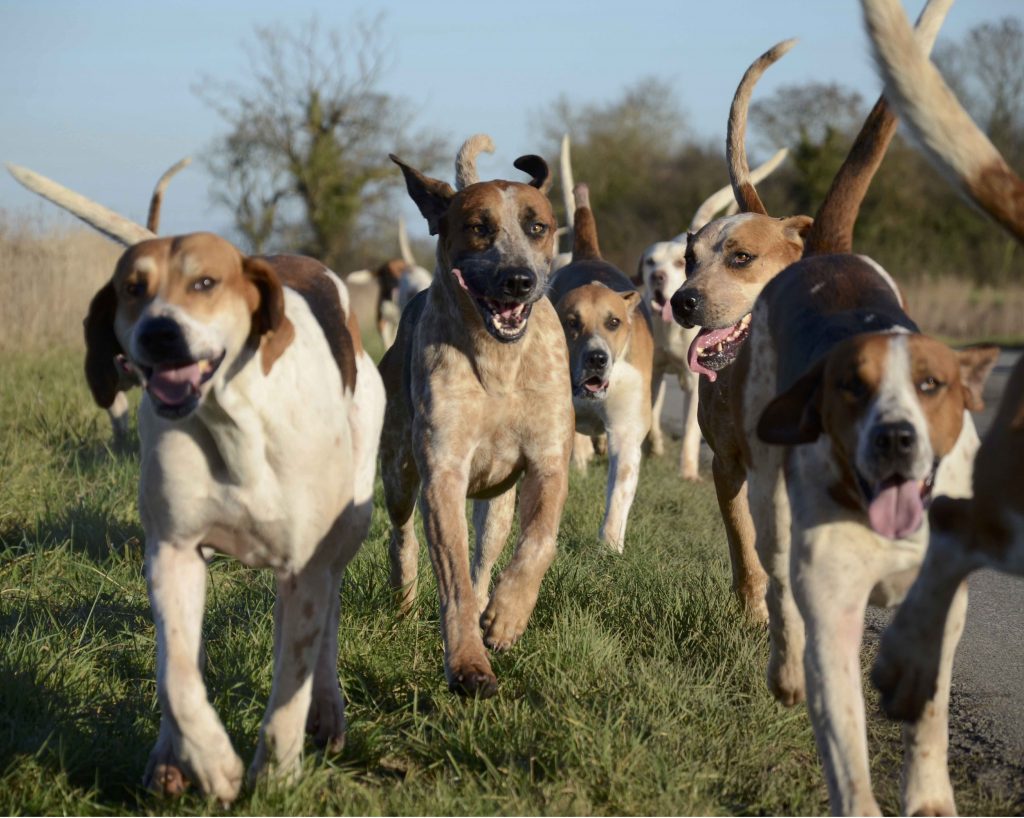 DICK'S Sporting Goods on X: Tiny dogs are barking in joy over the