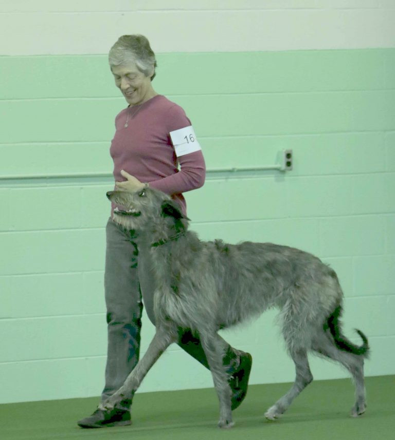 scottish-deerhounds-in-obedience-with-record-making-trainer-pure-dog-talk