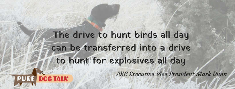 • Drive to hunt birds all day can be transferred into a drive to hunt for explosives all day