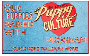 what is puppy culture