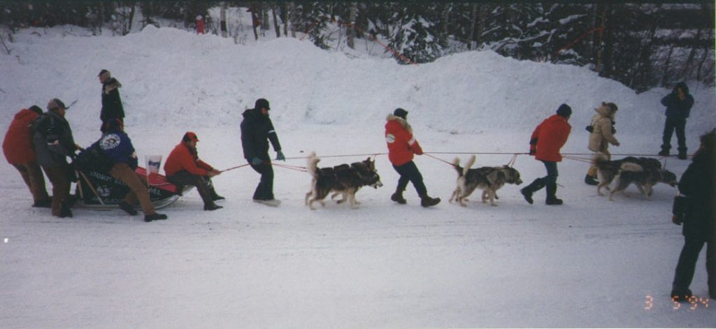 The Storm Kloud Alaskan Malamutes headed for the start line of the Iditarod in 1994.