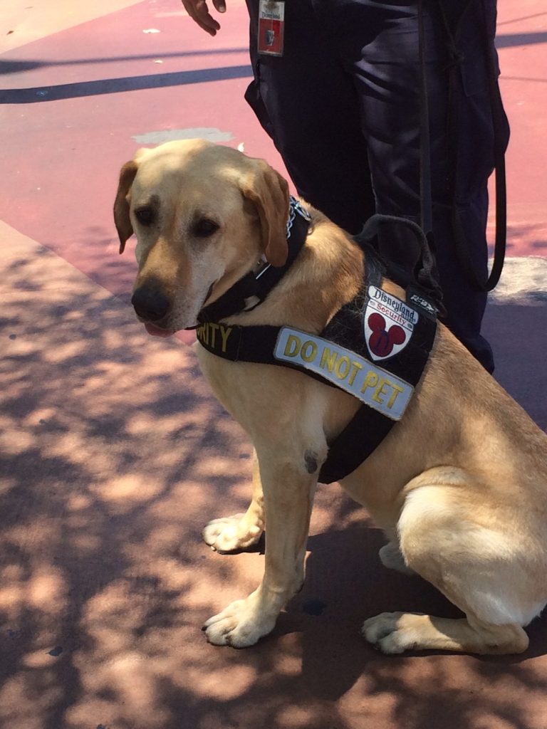 disney picture detection dog