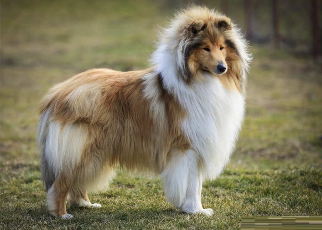 Rough-Collie-3.jpg (800×579)