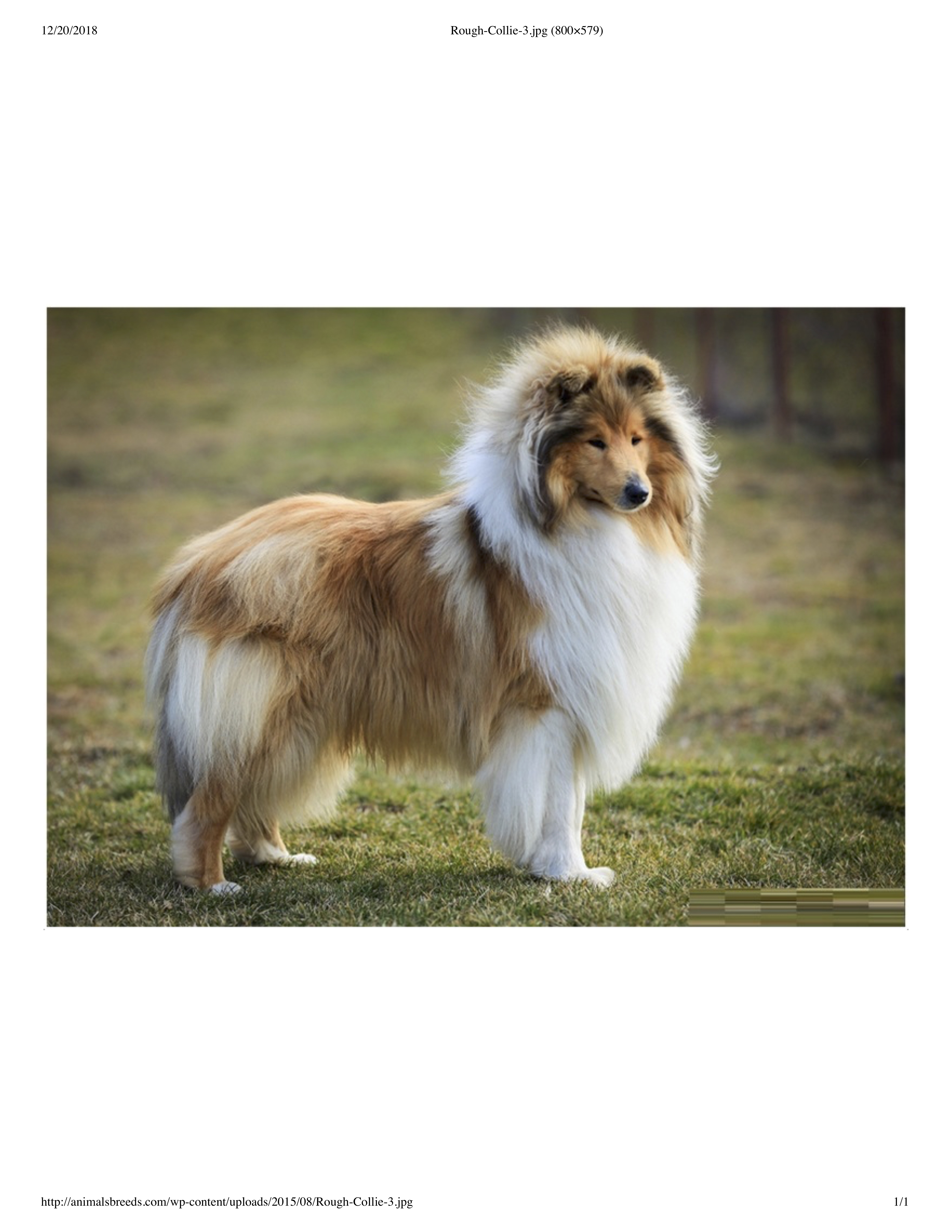 Collie talk sales