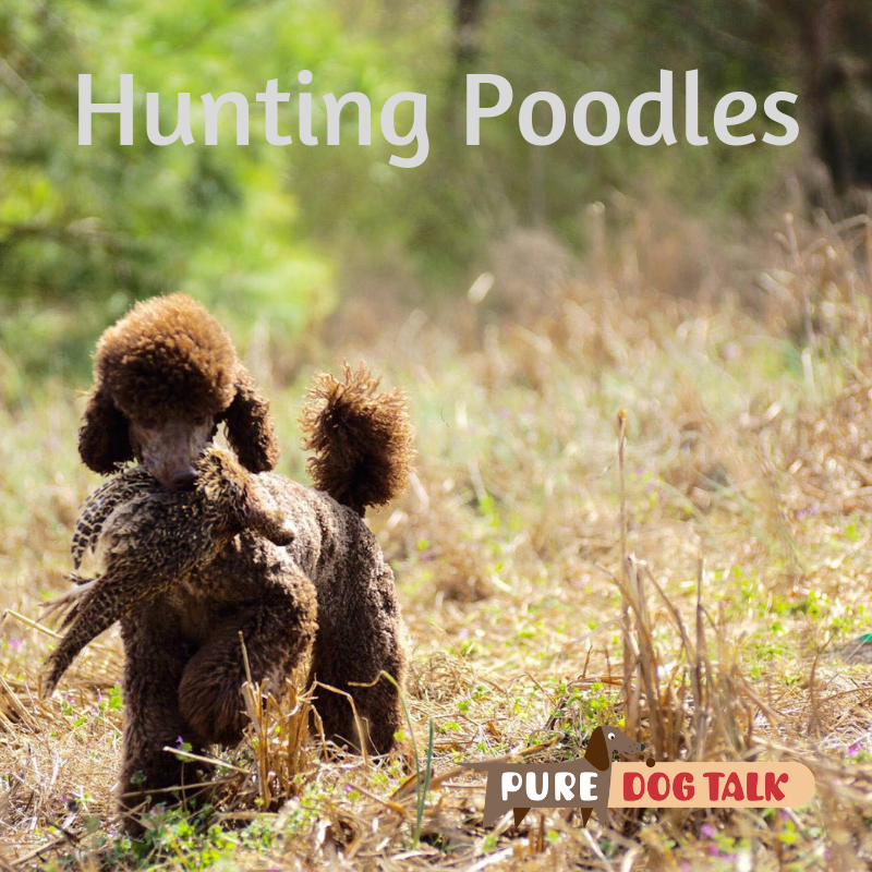 Hunting Poodles